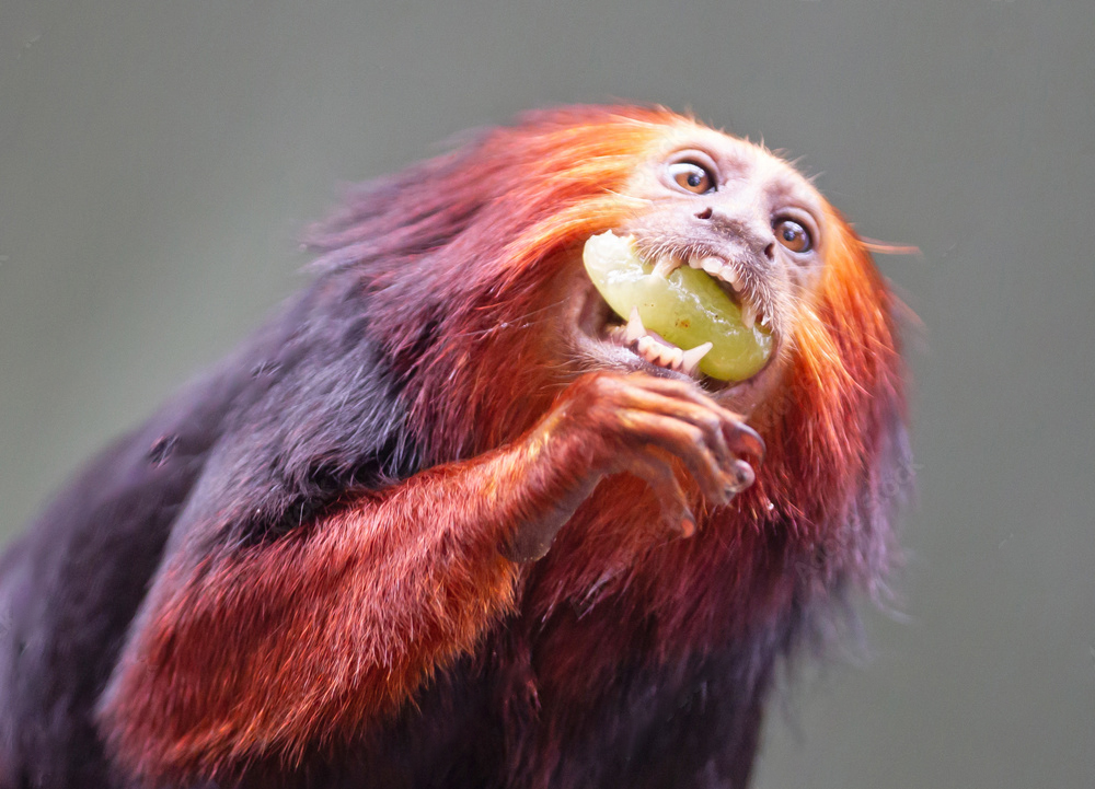 golden monkey eating